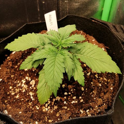 Ankhiale growlog timeline photo