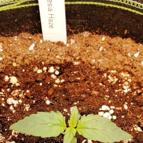 Justine growlog timeline photo