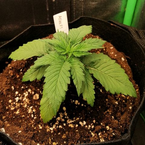 Ankhiale growlog timeline photo