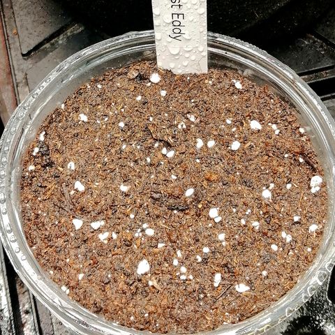 Edith growlog timeline photo