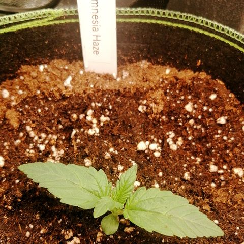 Justine growlog timeline photo