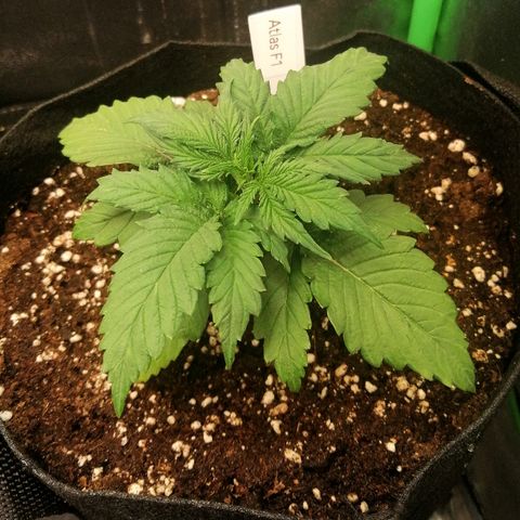 Ankhiale growlog timeline photo