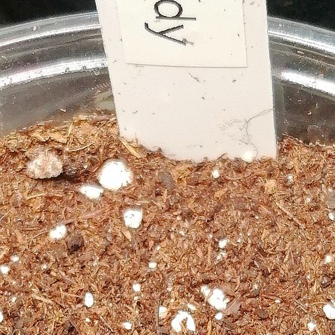 Edith growlog timeline photo