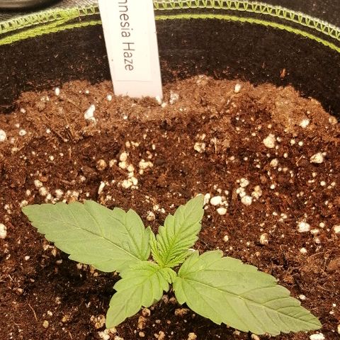 Justine growlog timeline photo