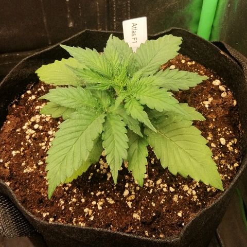 Ankhiale growlog timeline photo