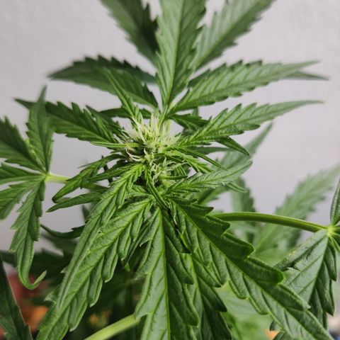 Sagata growlog timeline photo