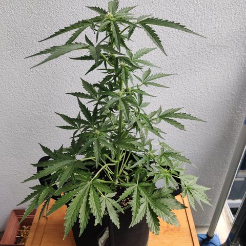 Sagata growlog timeline photo