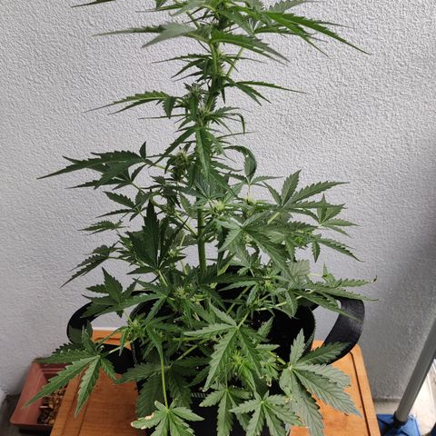 Sagata growlog timeline photo