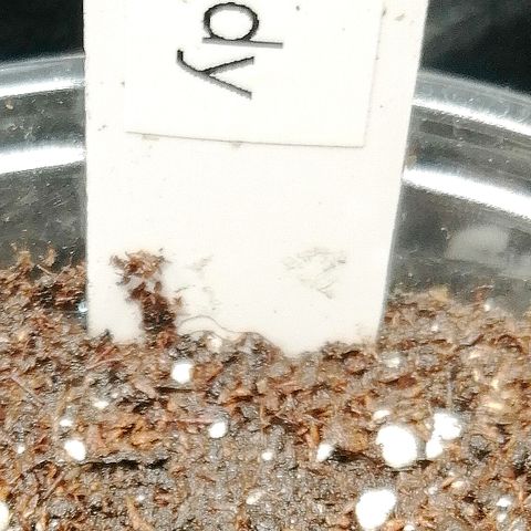 Edith growlog timeline photo