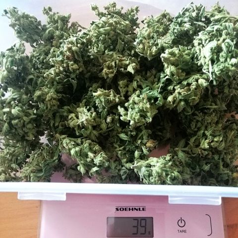 Waltraud growlog timeline photo