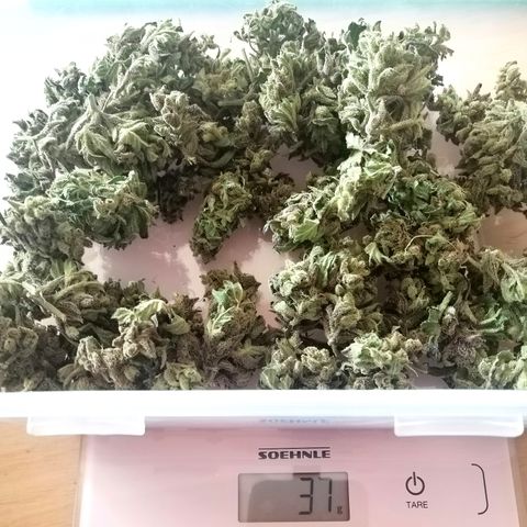 Jule growlog timeline photo