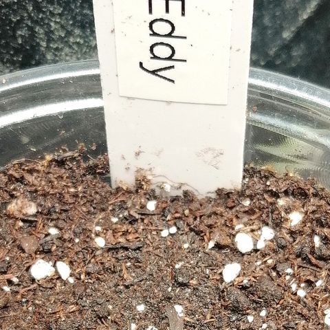 Edith growlog timeline photo