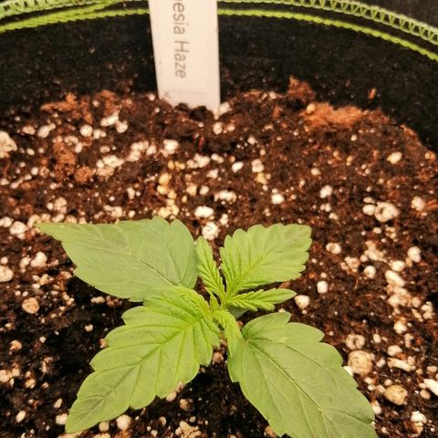 Justine growlog timeline photo