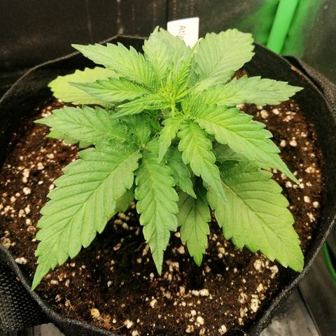 Ankhiale growlog timeline photo