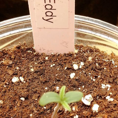 Edith growlog timeline photo