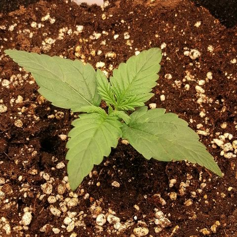 Justine growlog timeline photo