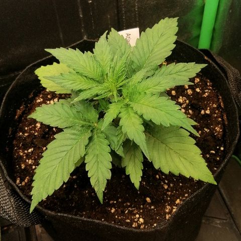 Ankhiale growlog timeline photo