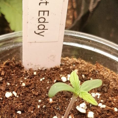 Edith growlog timeline photo