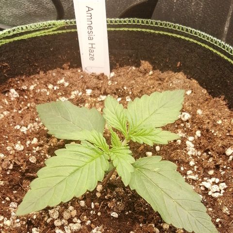 Justine growlog timeline photo