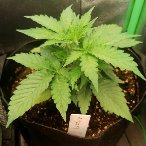 Ankhiale growlog timeline photo