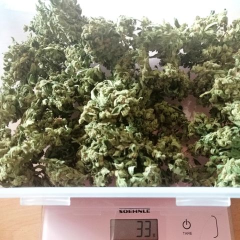 Waltraud growlog timeline photo