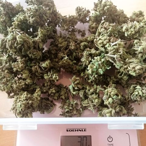 Jule growlog timeline photo