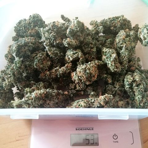 Ute growlog timeline photo