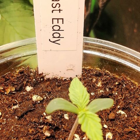 Edith growlog timeline photo