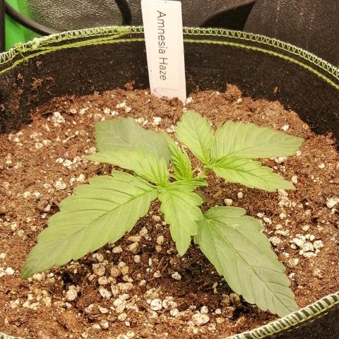 Justine growlog timeline photo