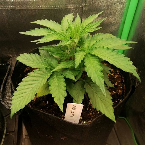 Ankhiale growlog timeline photo