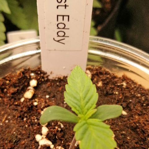 Edith growlog timeline photo