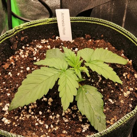 Justine growlog timeline photo