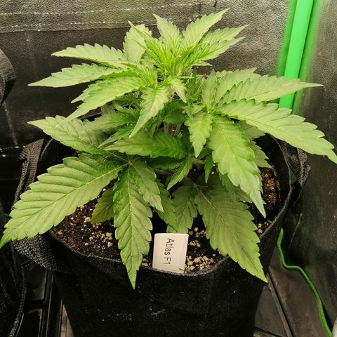 Ankhiale growlog timeline photo