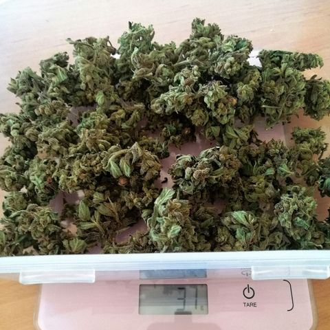 Jule growlog timeline photo