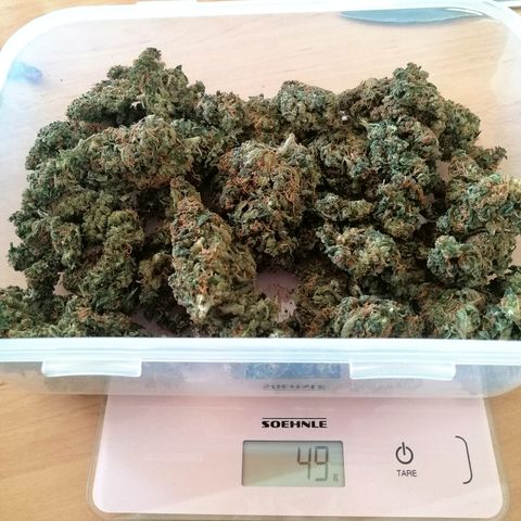 Ute growlog timeline photo
