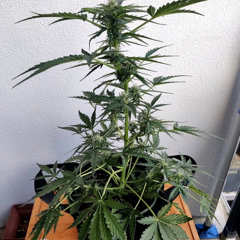 Sagata growlog timeline photo