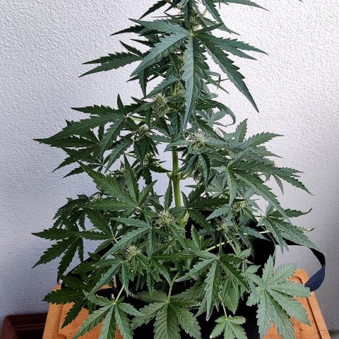 Sagata growlog timeline photo