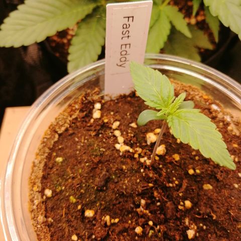 Edith growlog timeline photo
