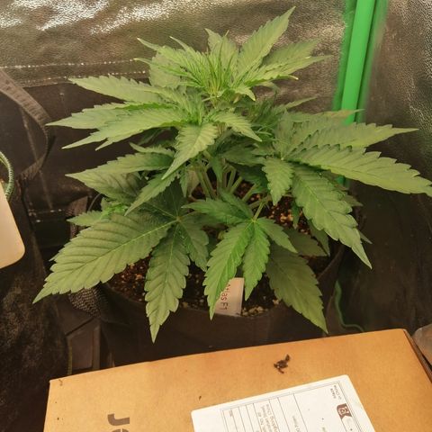Ankhiale growlog timeline photo