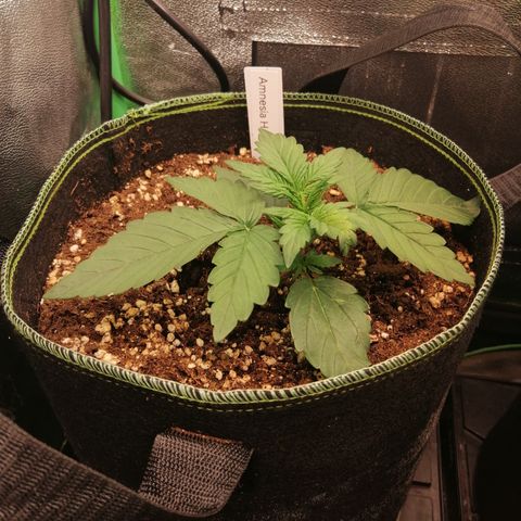 Justine growlog timeline photo