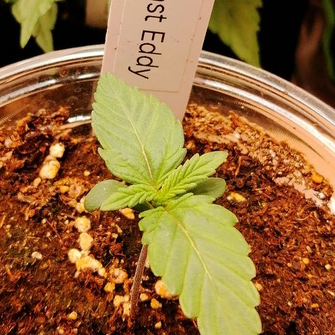 Edith growlog timeline photo