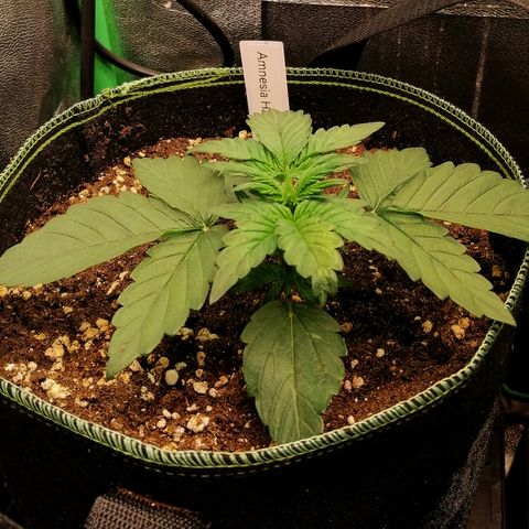 Justine growlog timeline photo