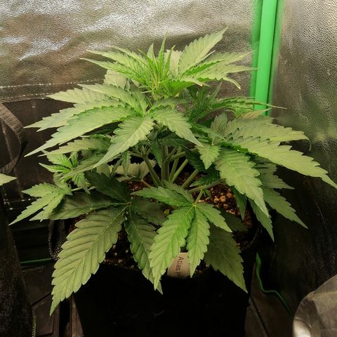 Ankhiale growlog timeline photo