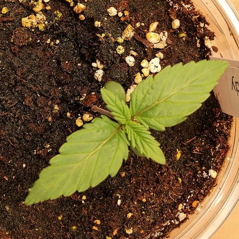 Edith growlog timeline photo