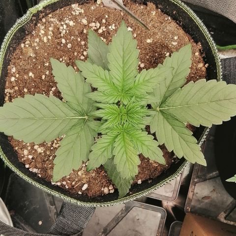 Justine growlog timeline photo
