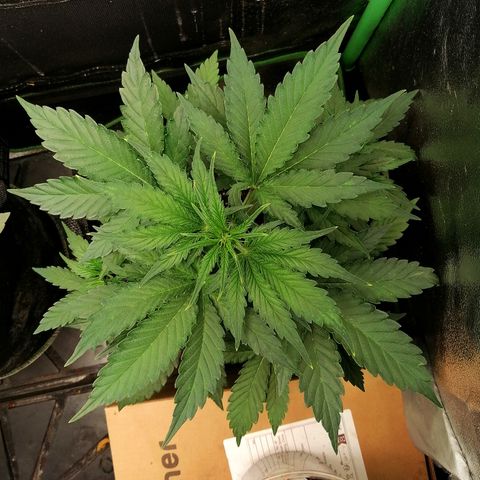 Ankhiale growlog timeline photo