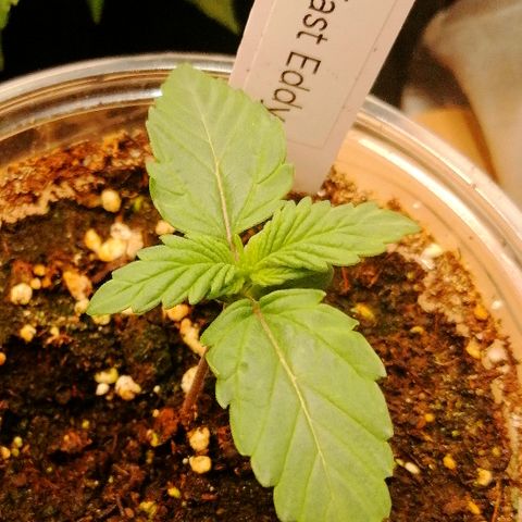 Edith growlog timeline photo