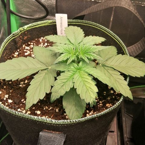 Justine growlog timeline photo