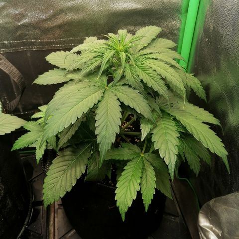 Ankhiale growlog timeline photo