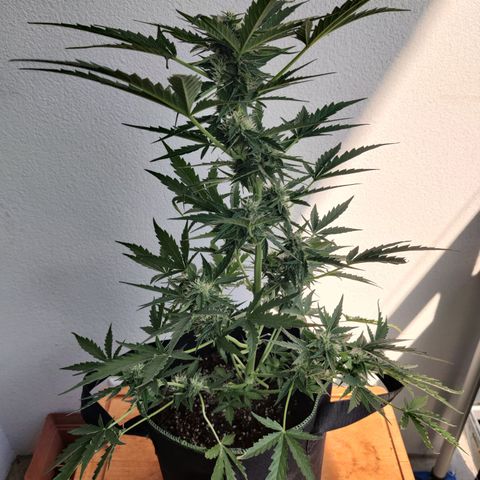 Sagata growlog timeline photo